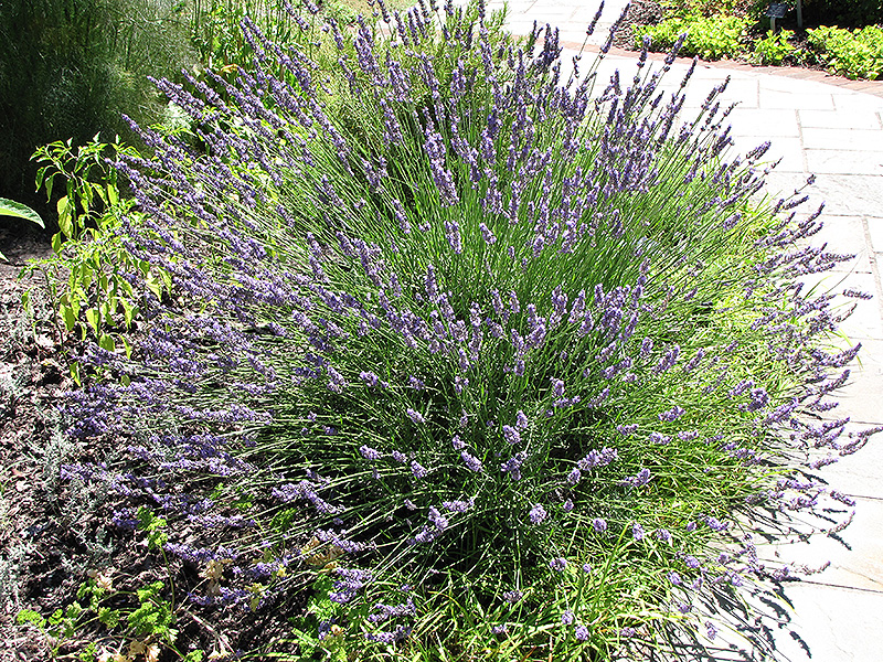 Grosso Lavender (Lavandula x intermedia 'Grosso') at Weston Nurseries