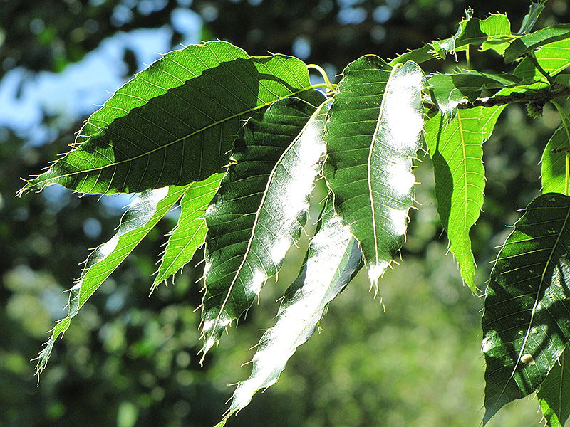 Sawtooth Oak (Quercus acutissima) at Weston Nurseries
