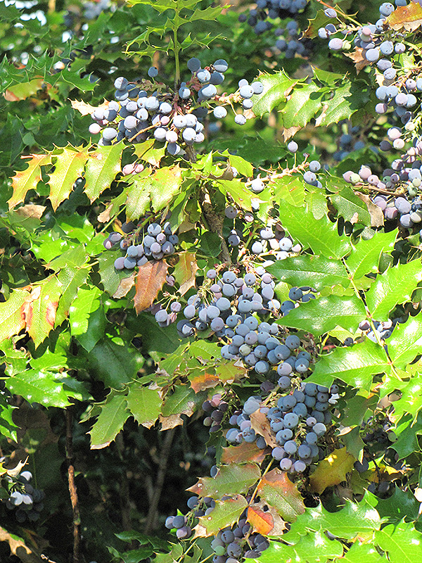 Oregon Grape (Mahonia aquifolium) at Weston Nurseries