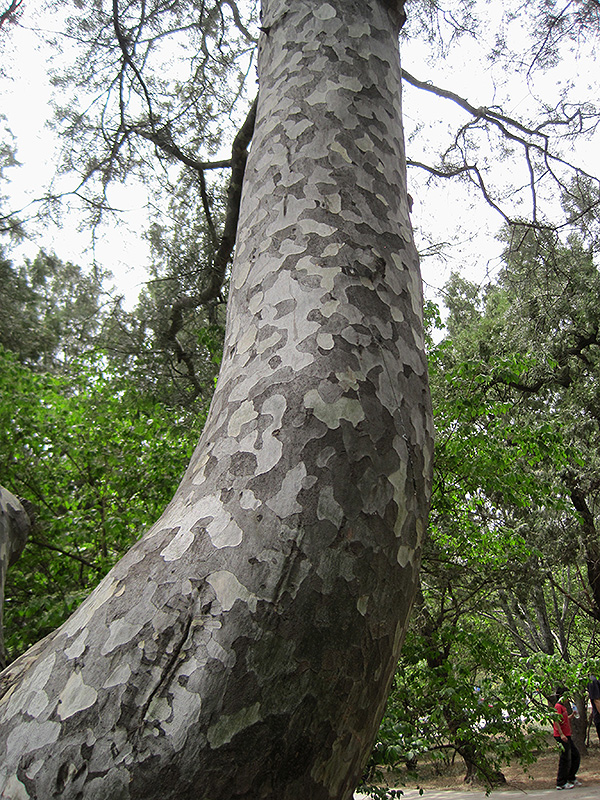 Lacebark Pine (Pinus bungeana) at Weston Nurseries