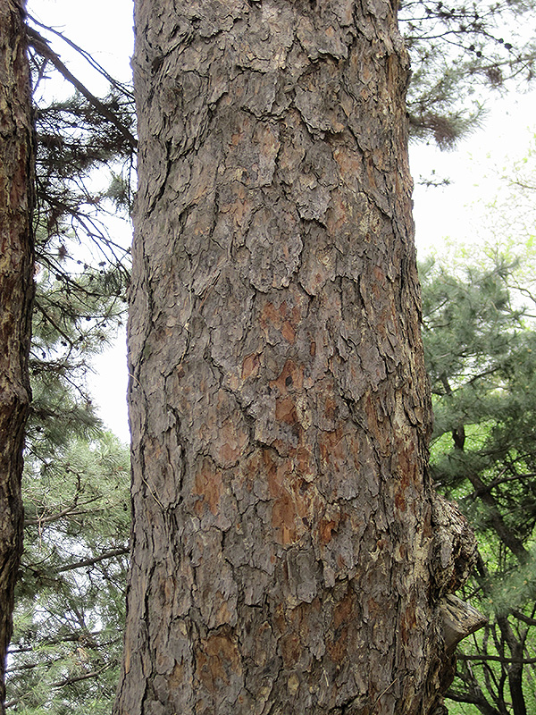 Chinese Red Pine (Pinus tabulaeformis) at Weston Nurseries