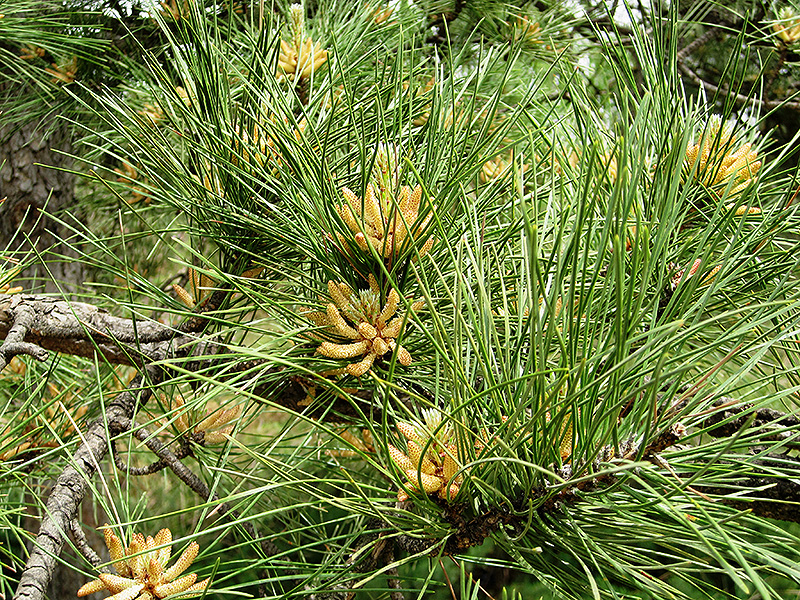 Chinese Red Pine (Pinus tabulaeformis) at Weston Nurseries