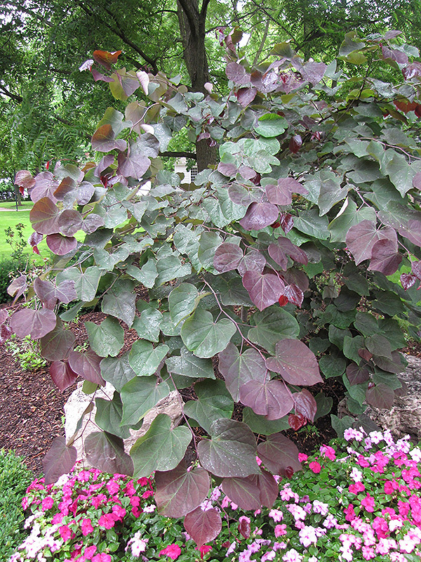 Forest Pansy Redbud (Cercis canadensis 'Forest Pansy') at Weston Nurseries