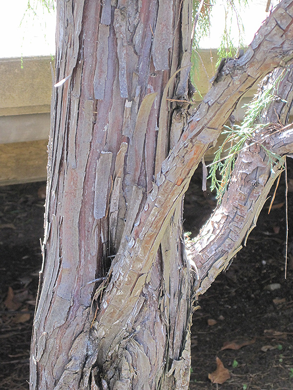 Tolleson's Weeping Juniper (Juniperus scopulorum 'Tolleson's Weeping') at Weston Nurseries