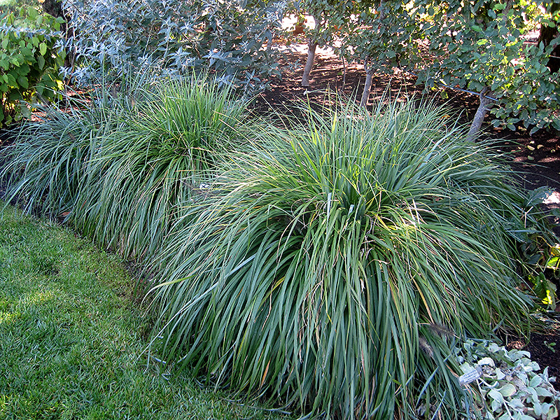 Moudry Fountain Grass (Pennisetum alopecuroides 'Moudry') at Weston Nurseries