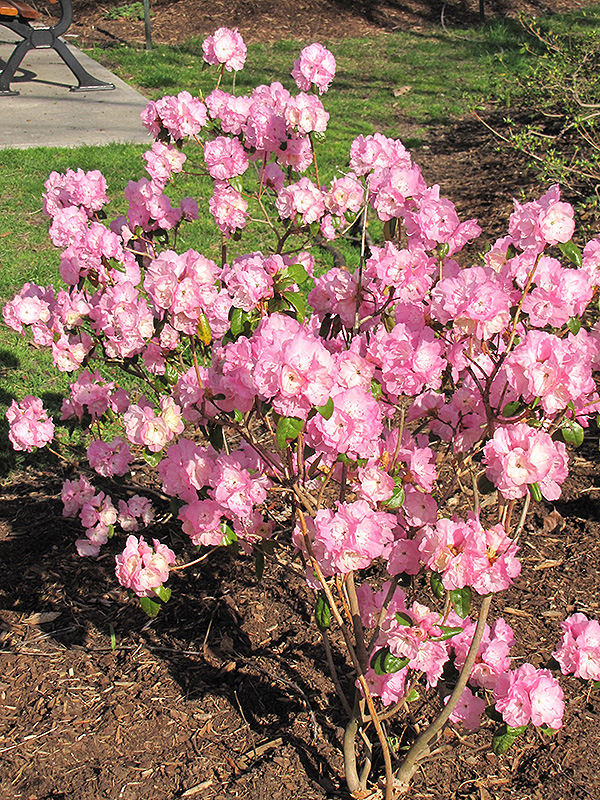 April Song Rhododendron (Rhododendron 'April Song') at Weston Nurseries