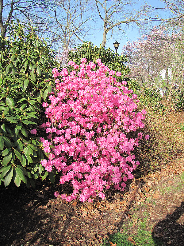 Landmark Rhododendron (Rhododendron 'Landmark') at Weston Nurseries