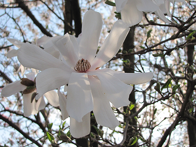 Waterlily Magnolia (Magnolia stellata 'Waterlily') at Weston Nurseries