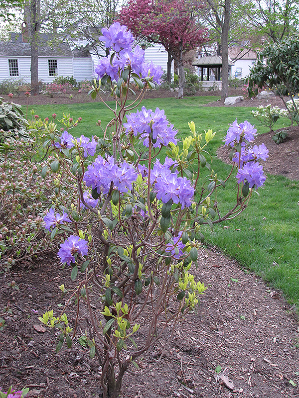 Blue Baron Rhododendron (Rhododendron 'Blue Baron') at Weston Nurseries