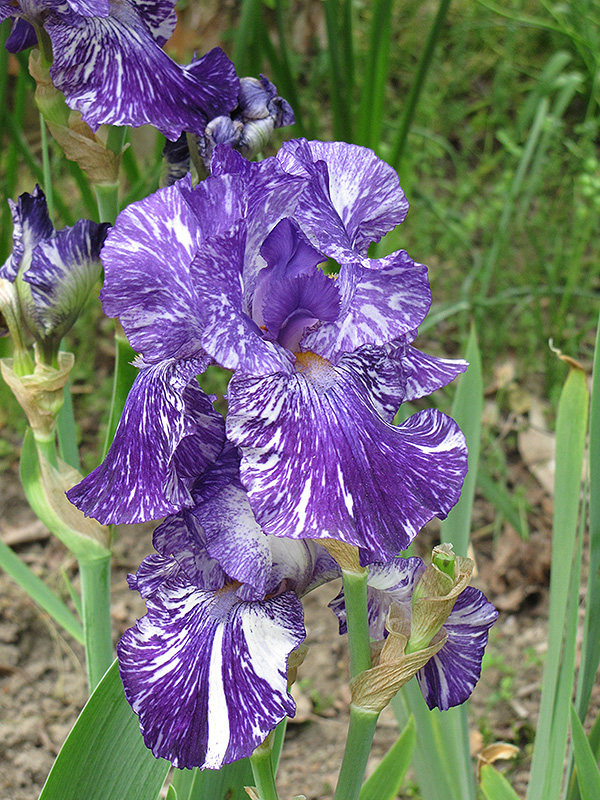Batik Iris (Iris 'Batik') at Weston Nurseries