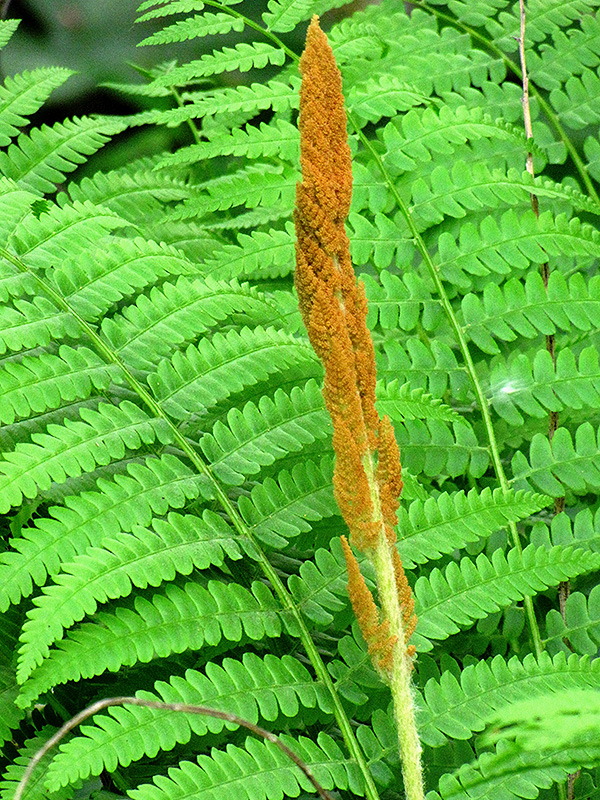 Cinnamon Fern (Osmunda cinnamomea) at Weston Nurseries