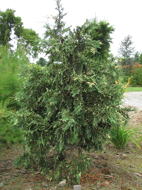Variegated Nootka Cypress (Chamaecyparis nootkatensis 'Variegata') at Weston Nurseries