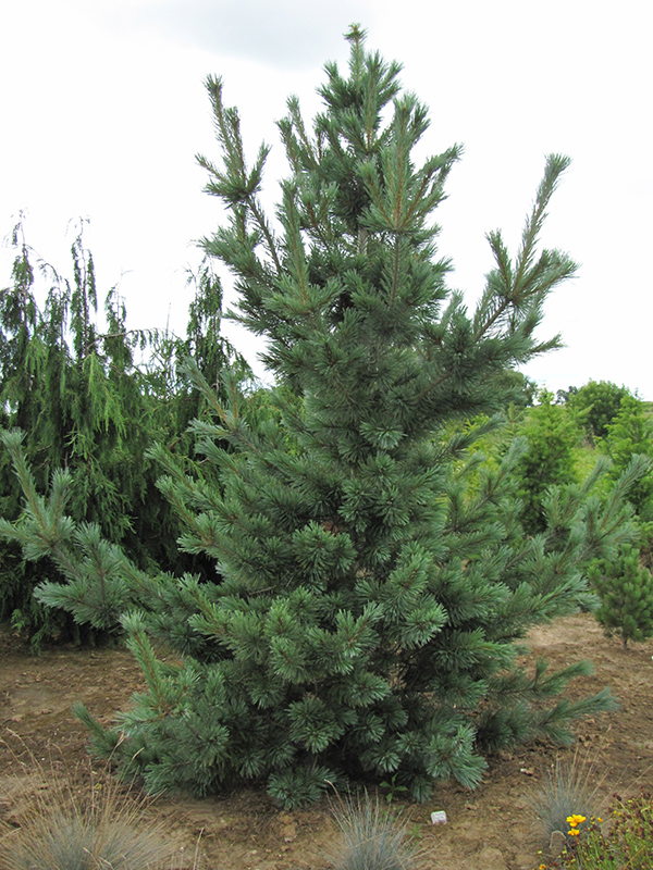 Cesarini Blue Limber Pine (Pinus flexilis 'Cesarini Blue') at Weston Nurseries
