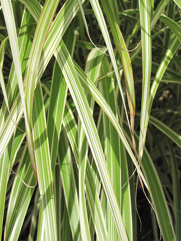 Morning Light Maiden Grass (Miscanthus sinensis 'Morning Light') at Weston Nurseries
