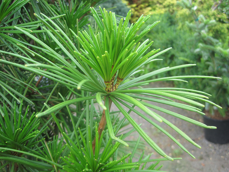 Joe Kozey Umbrella Pine (Sciadopitys verticillata 'Joe Kozey') at Weston Nurseries