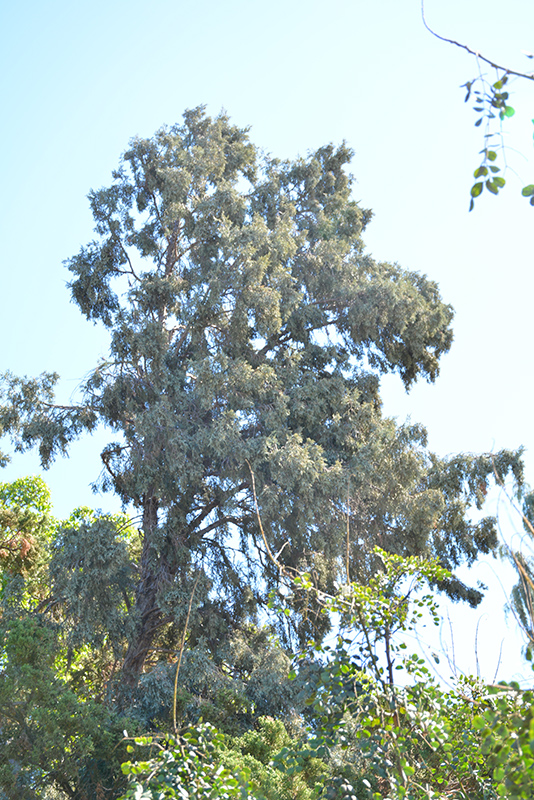 Hollywood Juniper (Juniperus chinensis 'Torulosa') at Weston Nurseries