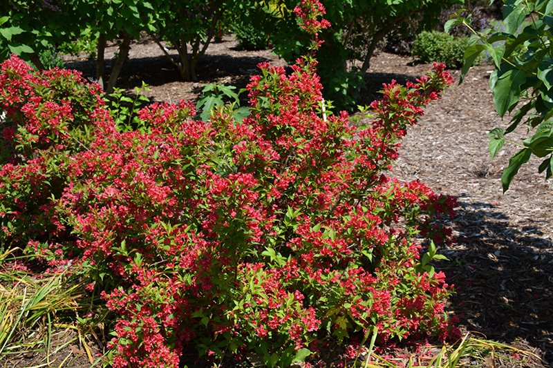 Sonic Bloom Red Reblooming Weigela (Weigela florida 'Verweig 6') at Weston Nurseries