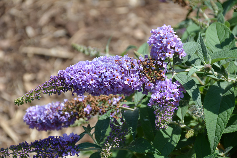 Lo & Behold Lilac Chip Butterfly Bush (Buddleia 'Lilac Chip') at Weston Nurseries