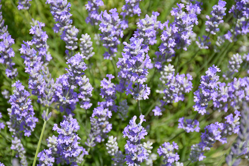 Blue Cushion Lavender (Lavandula angustifolia 'Blue Cushion') at Weston Nurseries