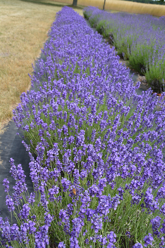 Hidcote Lavender (Lavandula angustifolia 'Hidcote') at Weston Nurseries