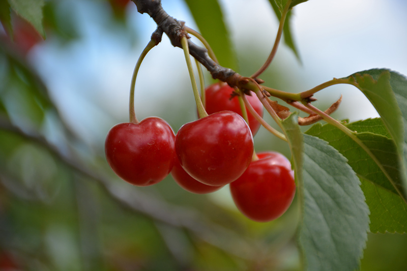 Montmorency Cherry (Prunus 'Montmorency') at Weston Nurseries