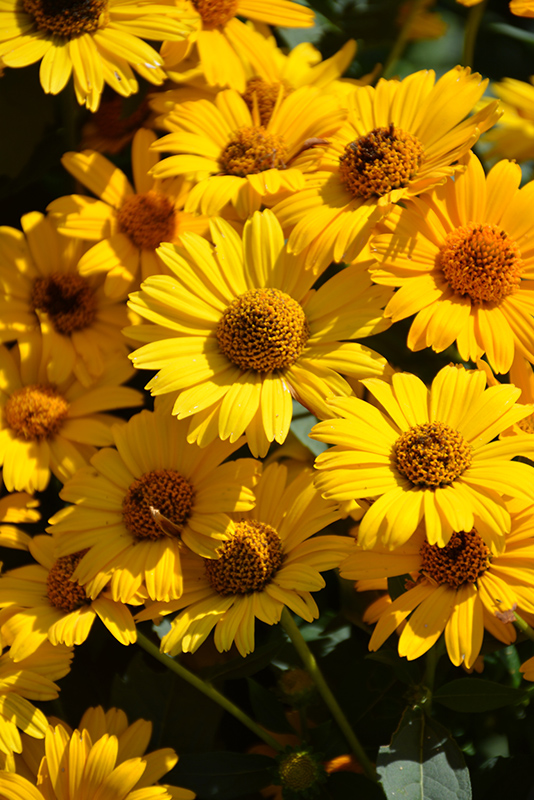 Tuscan Sun False Sunflower (Heliopsis helianthoides 'Tuscan Sun') at Weston Nurseries