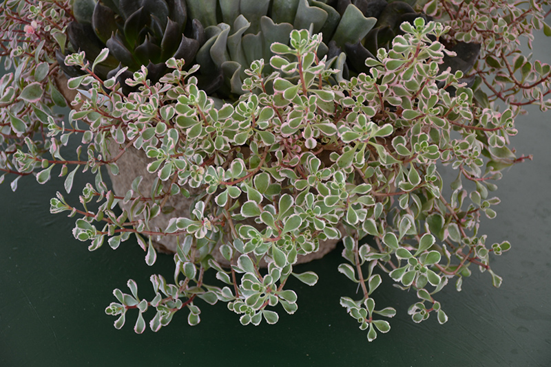 Tricolor Stonecrop (Sedum spurium 'Tricolor') at Weston Nurseries