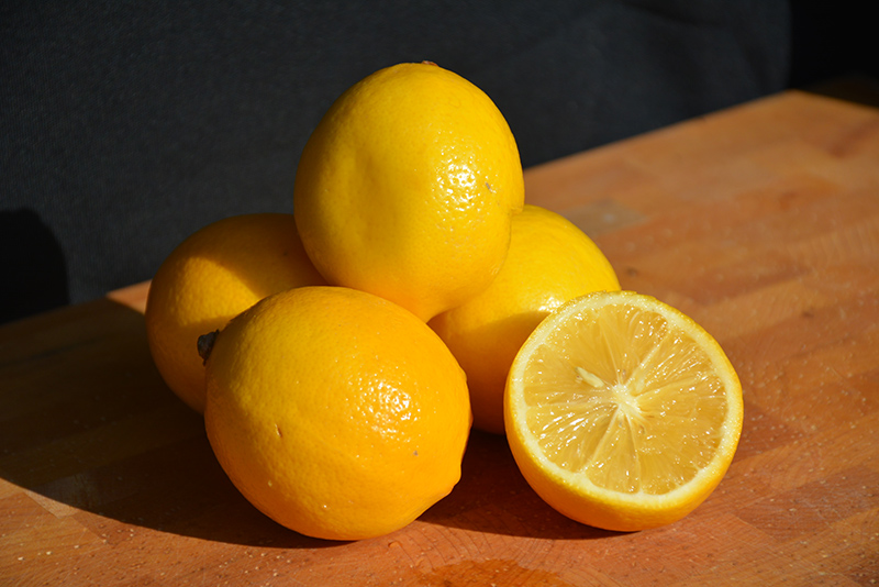 Meyer Lemon (Citrus x meyeri) at Weston Nurseries