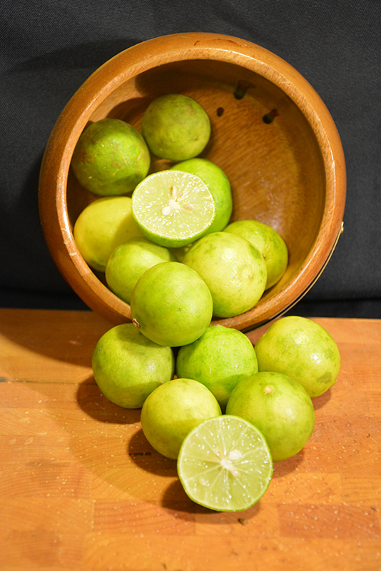 Key Lime (Citrus aurantifolia) at Weston Nurseries