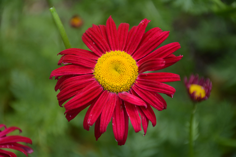 Robinson's Red Painted Daisy (Tanacetum coccineum 'Robinson's Red') at Weston Nurseries
