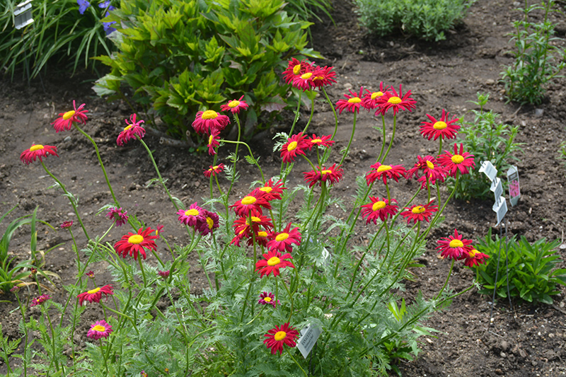 Robinson's Red Painted Daisy (Tanacetum coccineum 'Robinson's Red') at Weston Nurseries