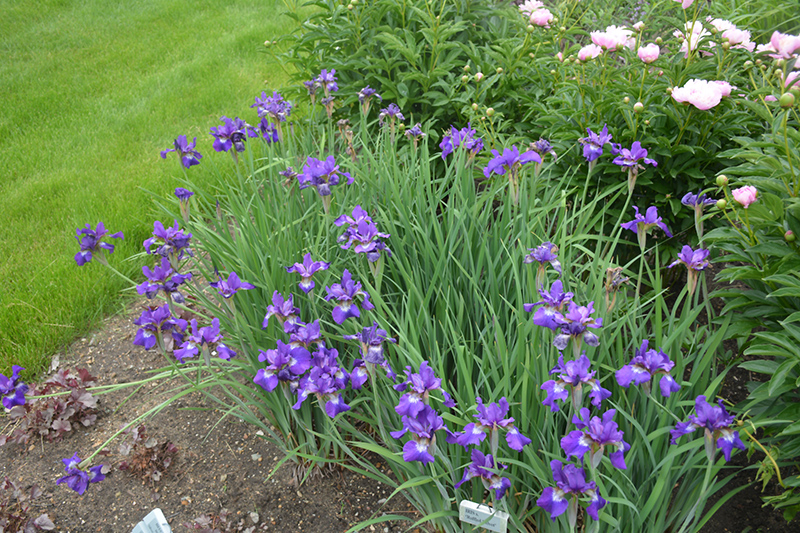 Ruffled Velvet Iris (Iris sibirica 'Ruffled Velvet') at Weston Nurseries