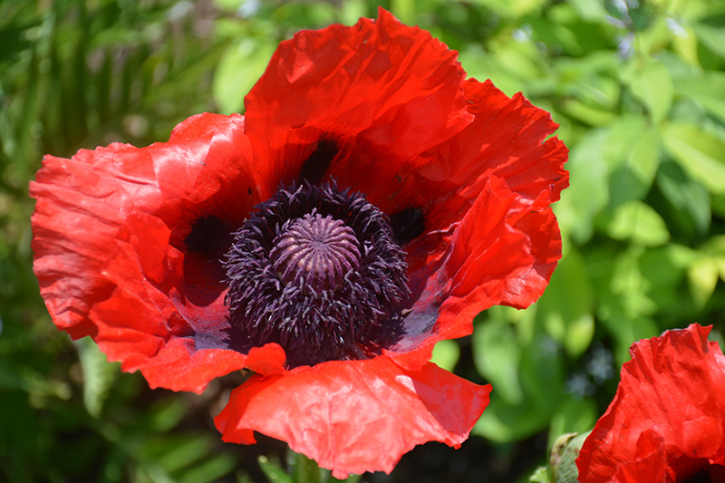 Beauty of Livermere Poppy (Papaver orientale 'Beauty of Livermere') at Weston Nurseries