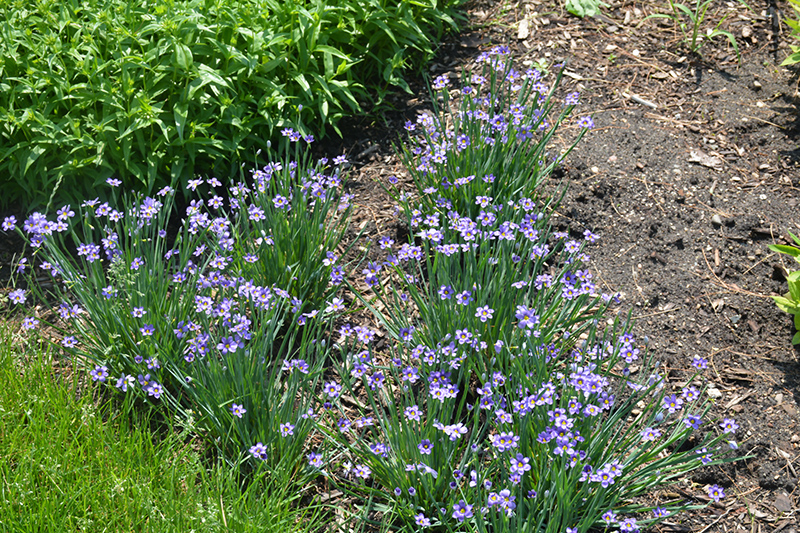 Lucerne Blue-Eyed Grass (Sisyrinchium angustifolium 'Lucerne') at Weston Nurseries