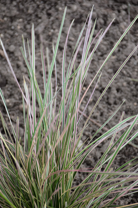 Northern Lights Tufted Hair Grass (Deschampsia cespitosa 'Northern Lights') at Weston Nurseries