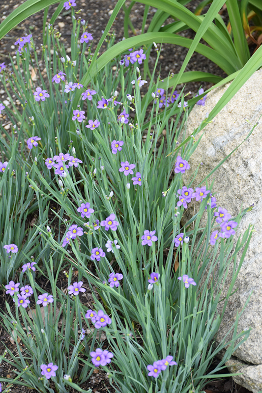 Lucerne Blue-Eyed Grass (Sisyrinchium angustifolium 'Lucerne') at Weston Nurseries