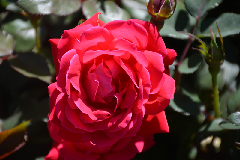Knock Out Rose (Rosa 'Radrazz') at Weston Nurseries