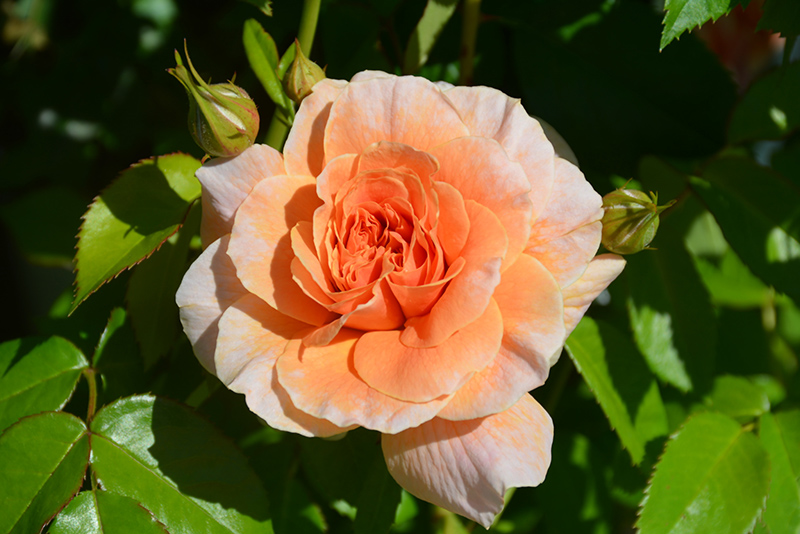 At Last Rose (Rosa 'HORCOGJIL') at Weston Nurseries
