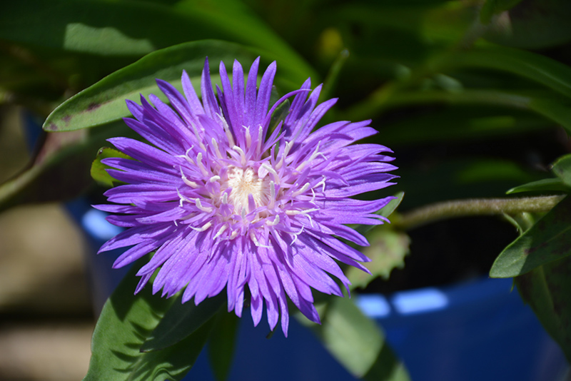 Honeysong Purple Aster (Stokesia laevis 'Honeysong Purple') at Weston Nurseries