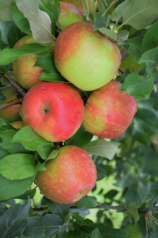 Honeycrisp Apple (Malus 'Honeycrisp') at Weston Nurseries