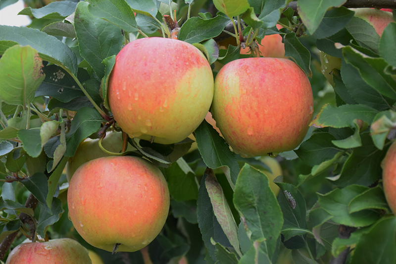 Gala Apple (Malus 'Gala') at Weston Nurseries