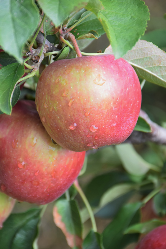 Red Delicious Apple (Malus 'Red Delicious') at Weston Nurseries