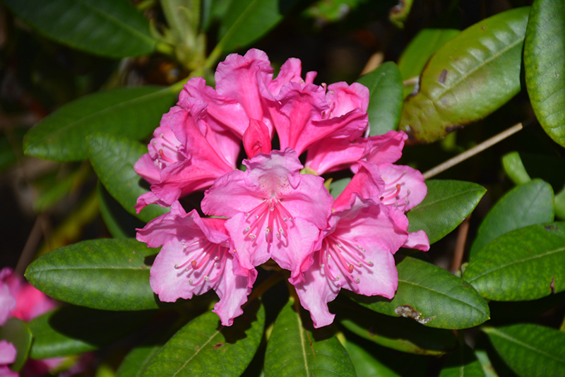 Haaga Rhododendron (Rhododendron 'Haaga') at Weston Nurseries