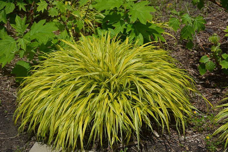 Golden Variegated Hakone Grass (Hakonechloa macra 'Aureola') at Weston Nurseries