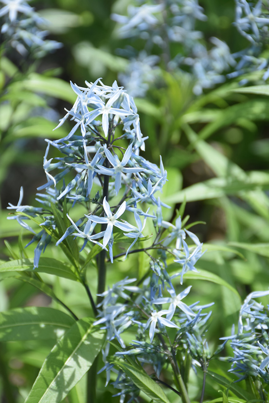 Narrow-Leaf Blue Star (Amsonia hubrichtii) at Weston Nurseries