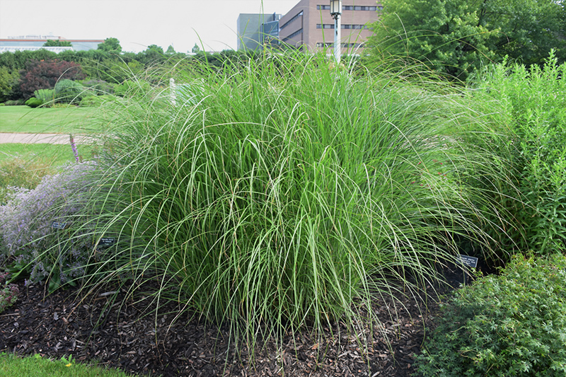Sarabande Maiden Grass (Miscanthus sinensis 'Sarabande') at Weston Nurseries