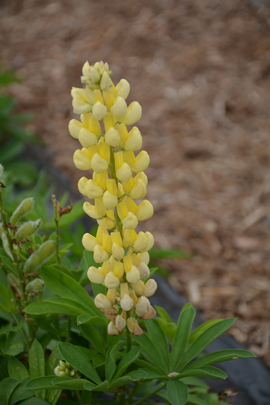 Lupini Yellow Shades Lupine (Lupinus polyphyllus 'Lupini Yellow Shades') at Weston Nurseries