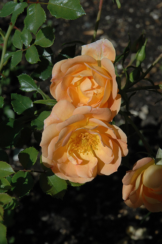 Oso Easy Peachy Cream Rose (Rosa 'Horcoherent') at Weston Nurseries