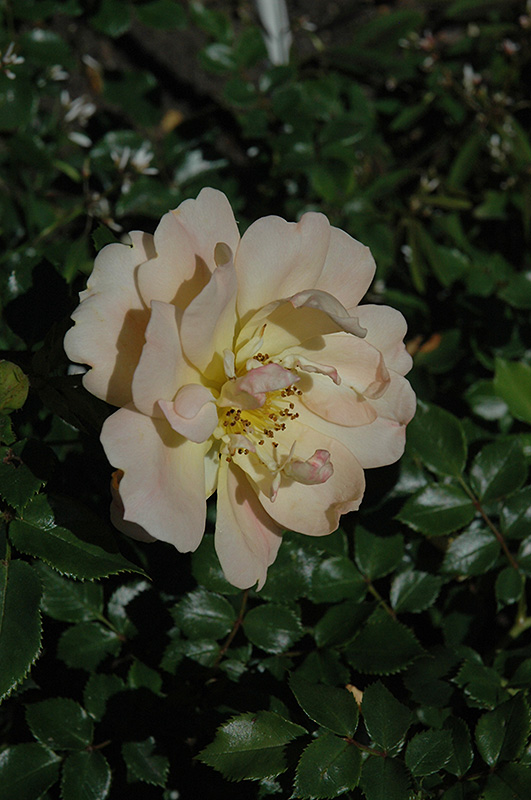 Oso Easy Strawberry Crush Rose (Rosa 'Hormeteorie') at Weston Nurseries