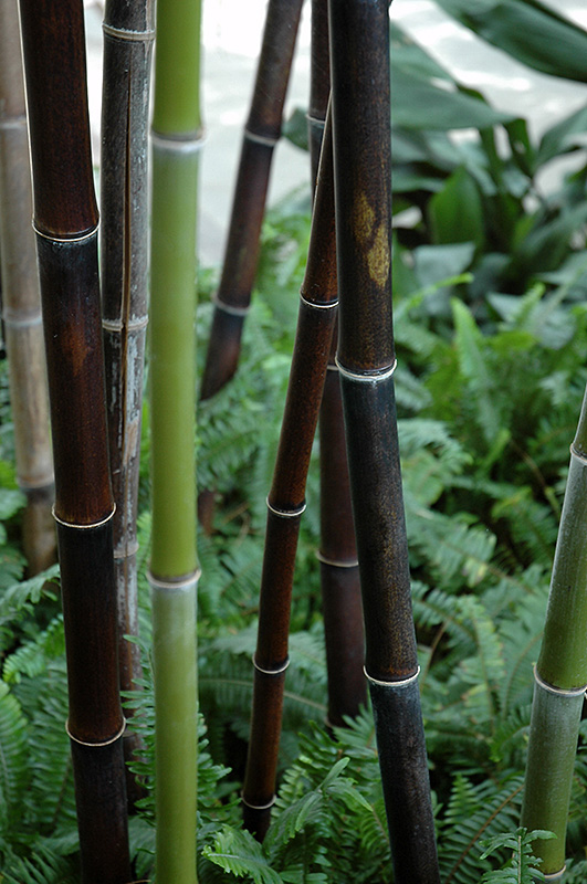 Black Bamboo (Phyllostachys nigra) at Weston Nurseries